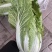 有机认证大白菜义和秋大白菜无农残蔬菜