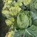 有机认证大白菜义和秋大白菜无农残蔬菜