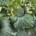 有机认证大白菜义和秋大白菜无农残蔬菜
