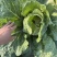 有机认证大白菜义和秋大白菜无农残蔬菜