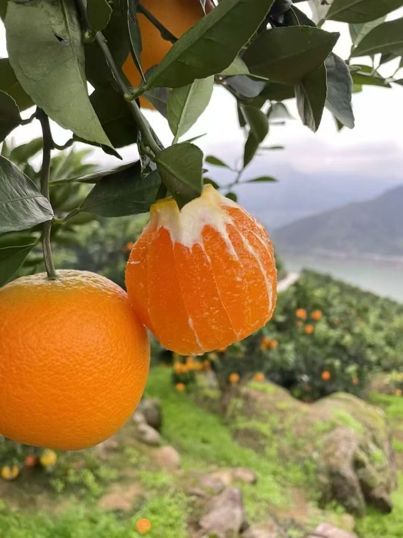 九月红果冻橙,皮薄水分足，果肉细腻无渣，果面干净