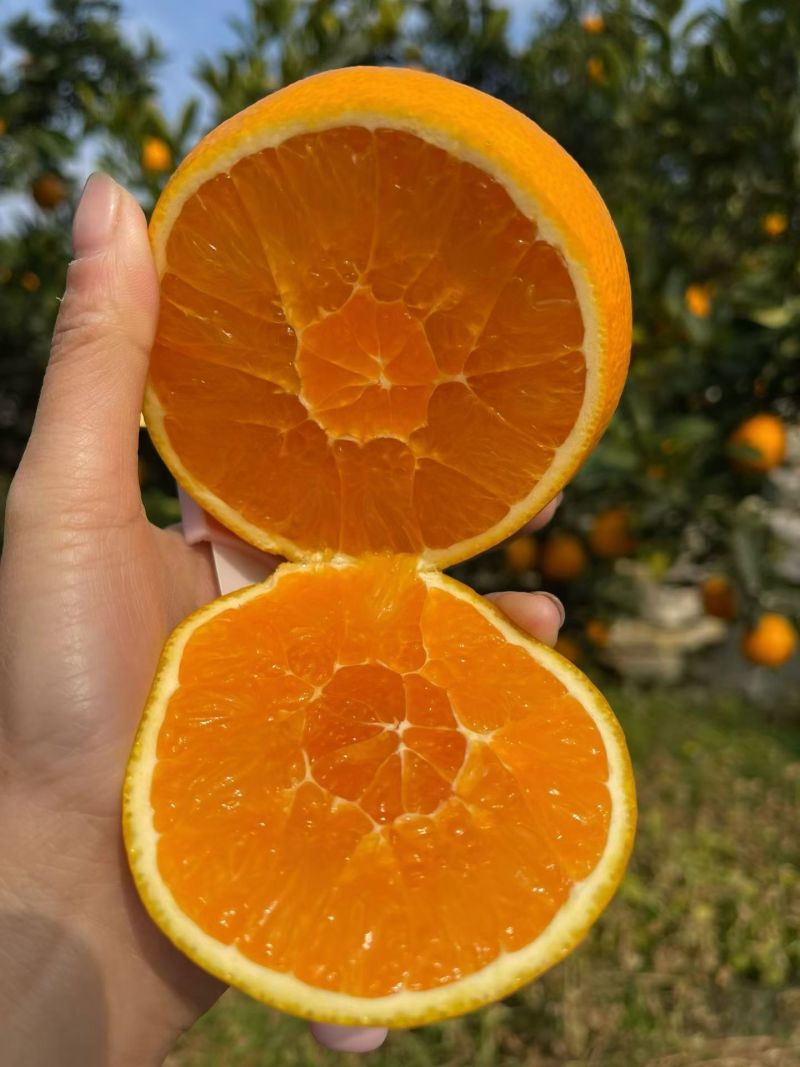 九月红果冻橙,皮薄水分足，果肉细腻无渣，果面干净
