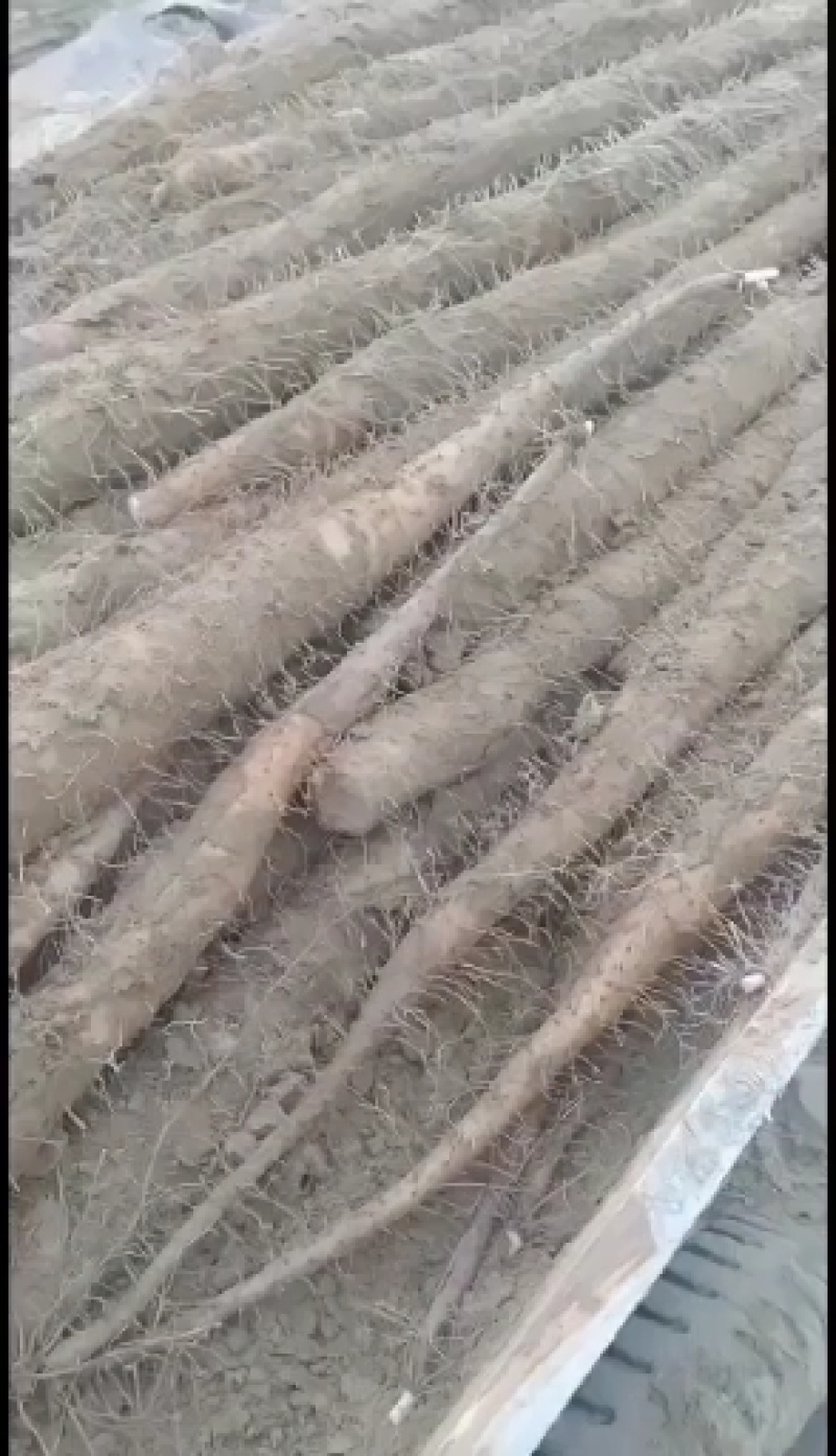 湖北省襄阳九斤黄山药大量上市中，保证质量1.5一4斤左右的。
