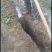 湖北省襄阳九斤黄山药大量上市中，保证质量1.5一4斤左右的。