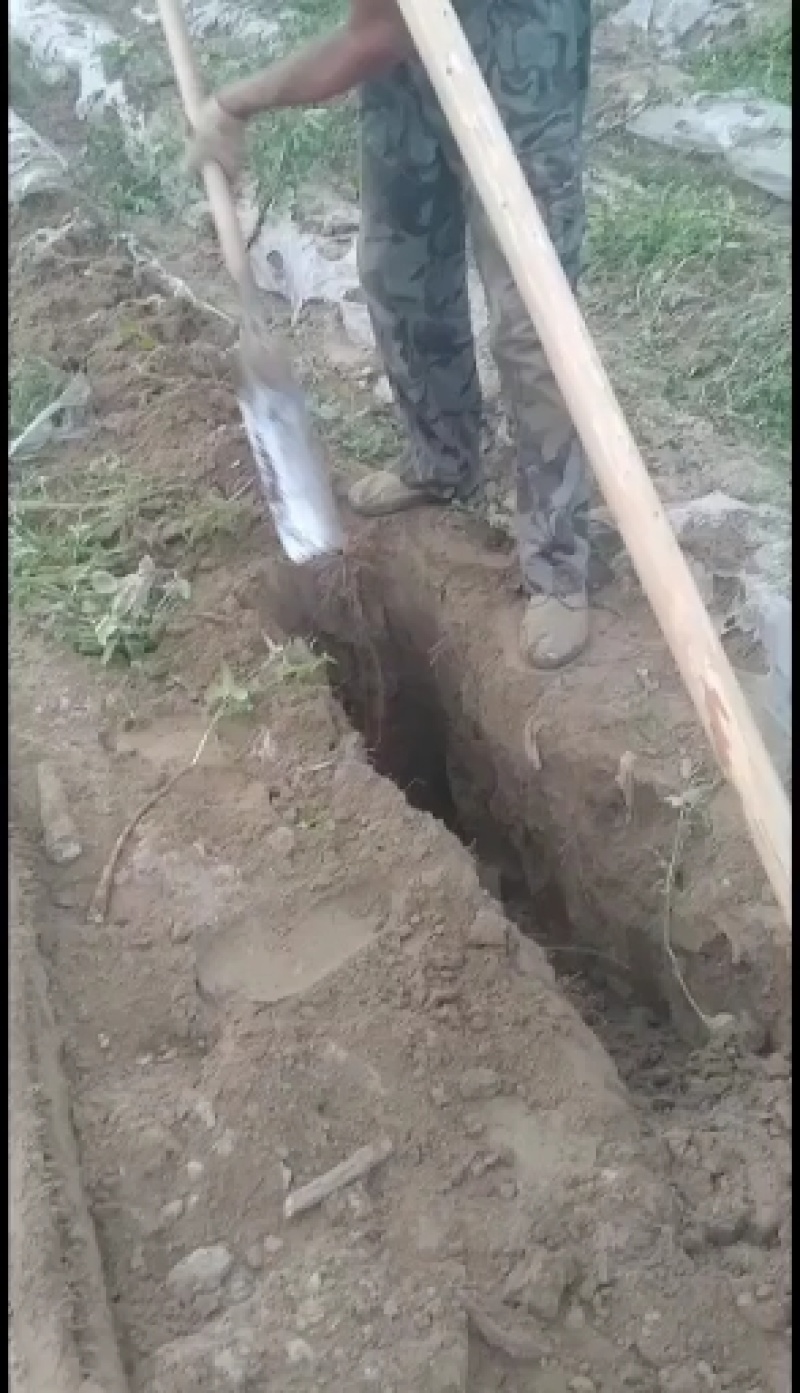 湖北省襄阳九斤黄山药大量上市中，保证质量1.5一4斤左右的。