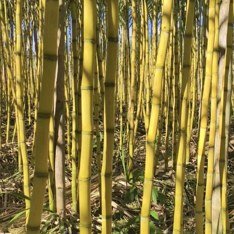 云南黄金甘蔗产地直发市场批发商超拿货电商一件代发