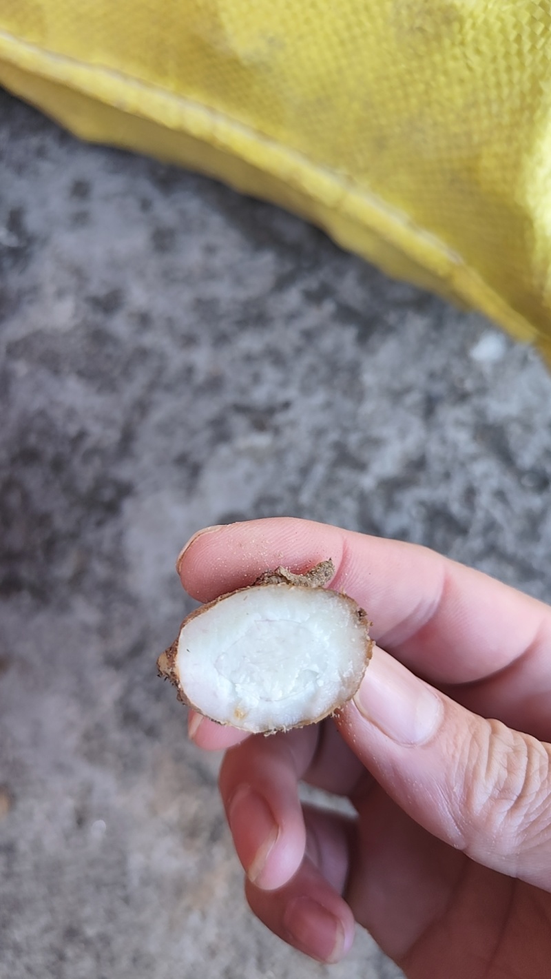 一手货源沙姜