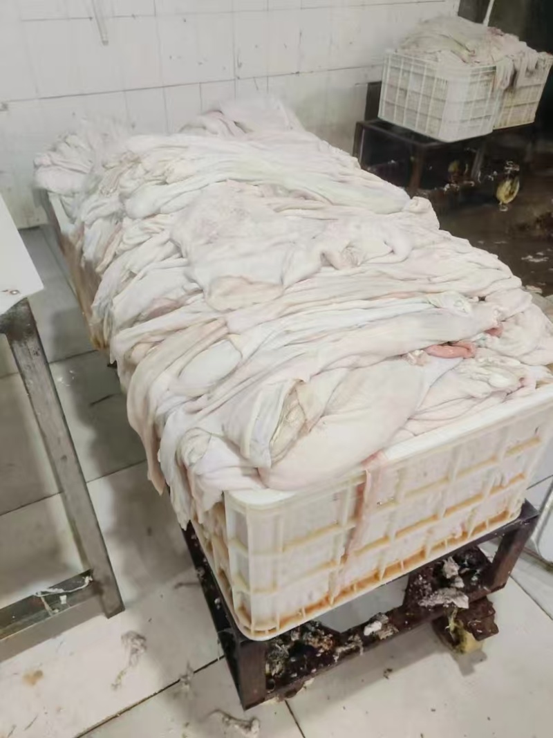 生羊净肚