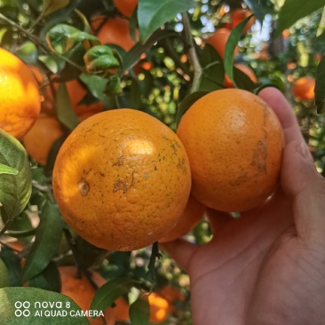 柑橘沃柑花皮次果