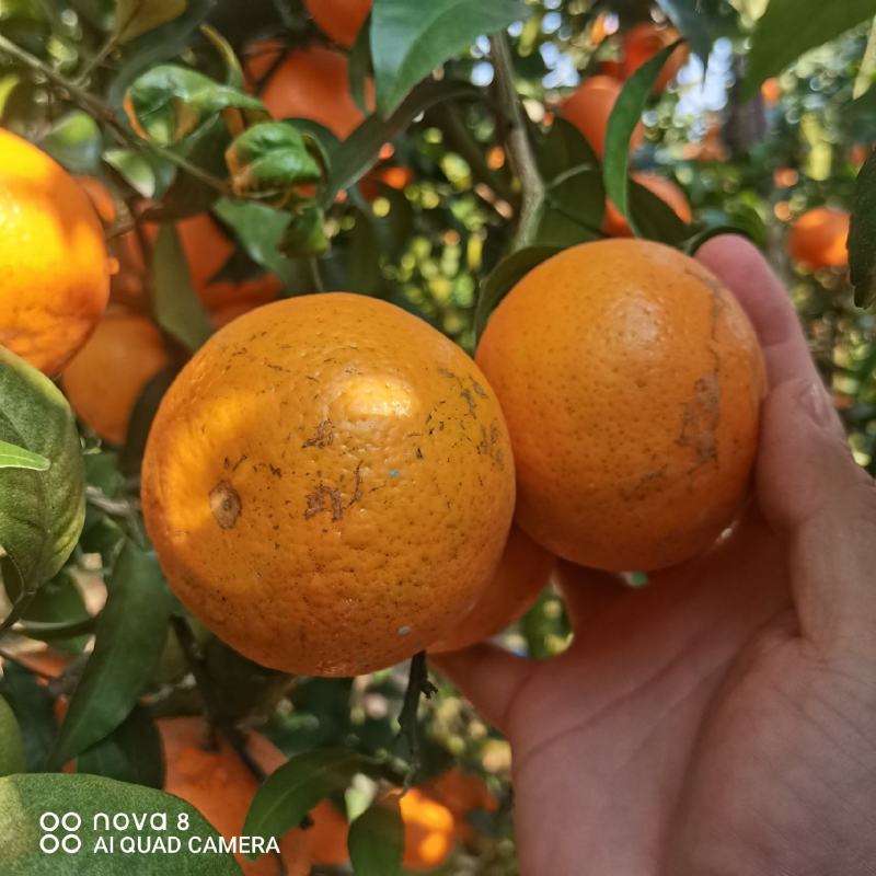 柑橘沃柑花皮次果
