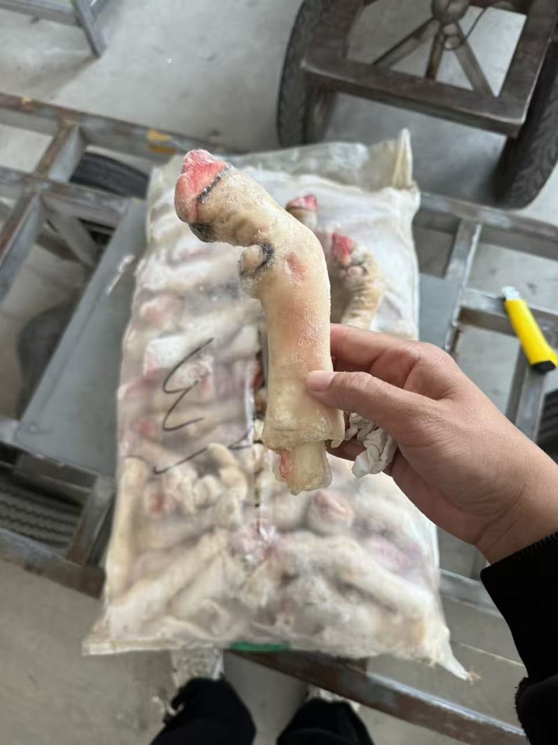 红羊蹄