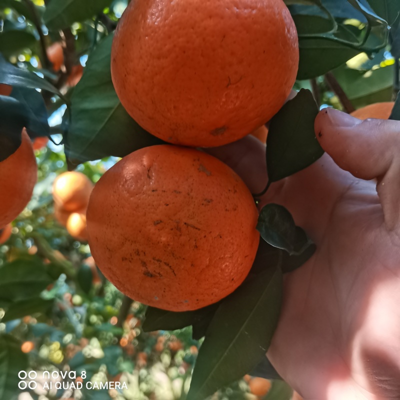 柑橘沃柑花皮次果