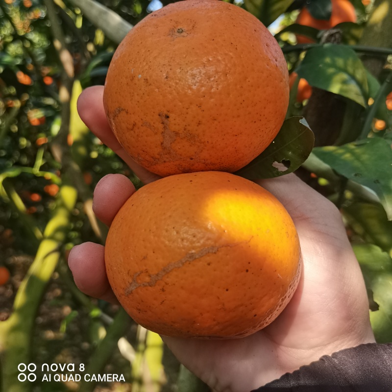柑橘沃柑花皮次果