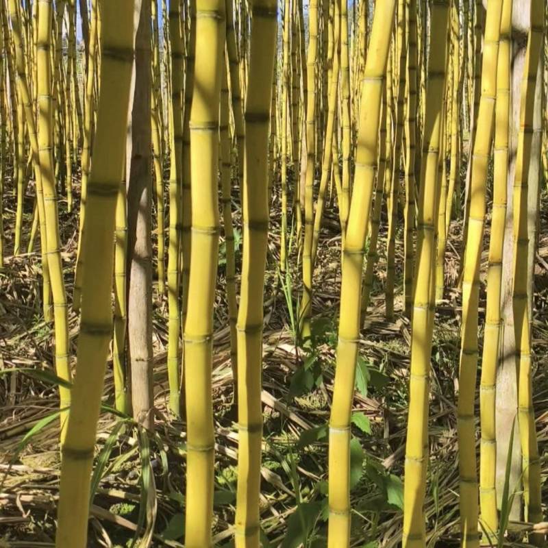 云南黄金甘蔗产地直发市场批发商超拿货电商一件代发