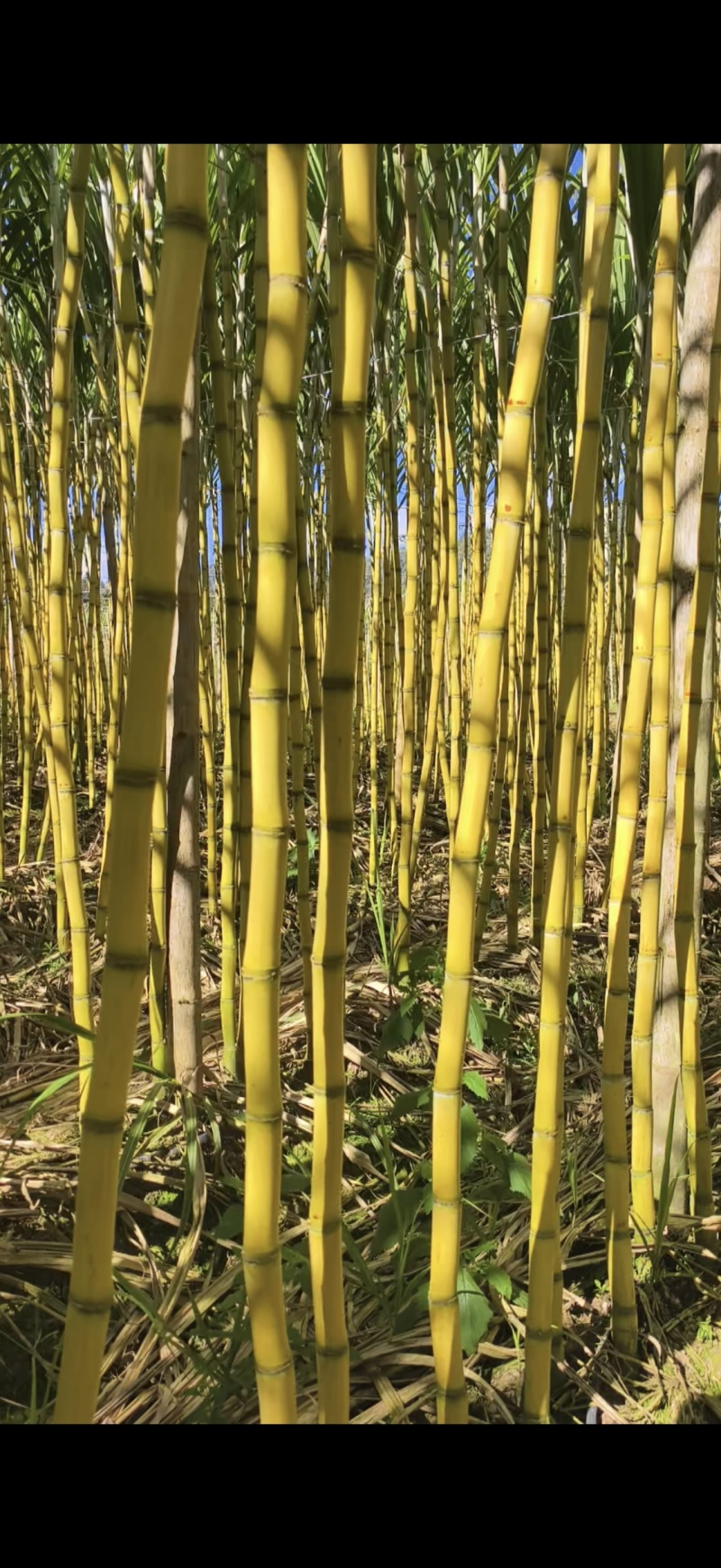 云南黄金甘蔗产地直发市场批发商超拿货电商一件代发