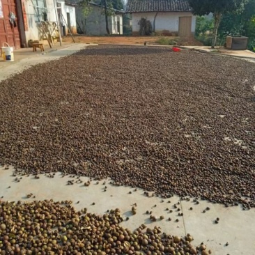 正宗茶籽油自家种植非常纯正，又新鲜，