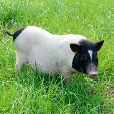 精品巴马香猪肉质细腻巴马香猪价格