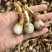 云南大中小青皮茨菇，大量上市价格稳定货源充足欢迎对接