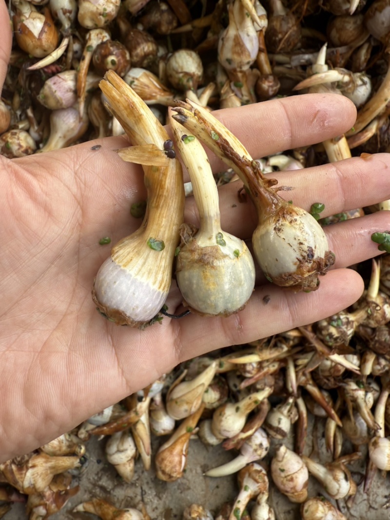 云南大中小青皮茨菇，大量上市价格稳定货源充足欢迎对接