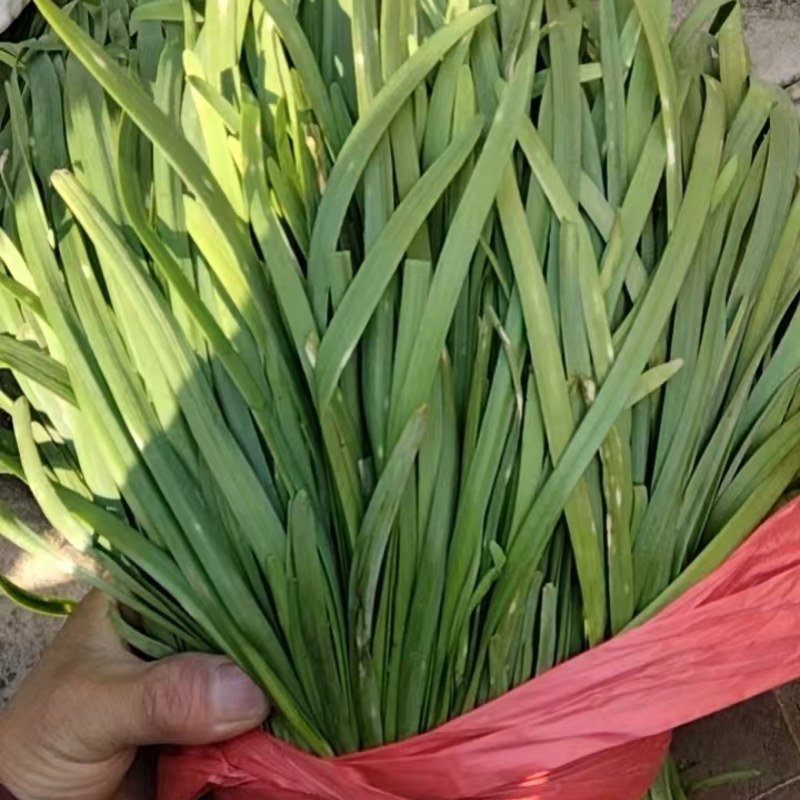 河北本地韭菜规格齐全/量大价优/可视频看货/欢迎下单