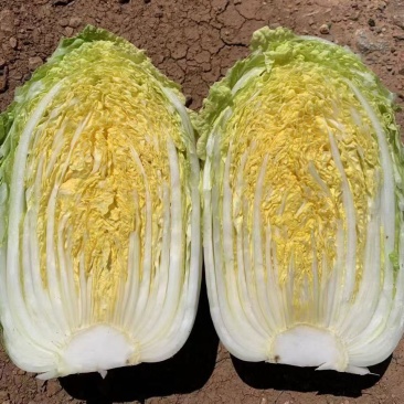 云南高山娃娃菜