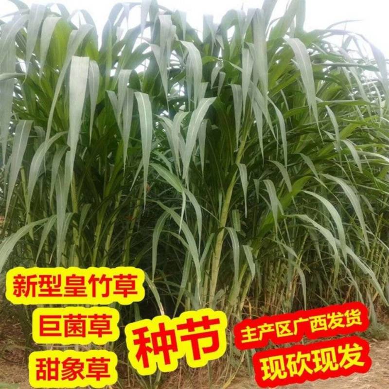 广西产地多年生皇竹草增润草甜象草巨菌草桂牧一号牧草种节
