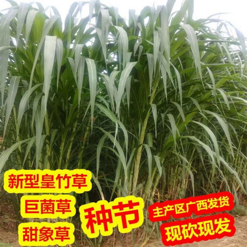 广西产地多年生皇竹草增润草甜象草巨菌草桂牧一号牧草种节