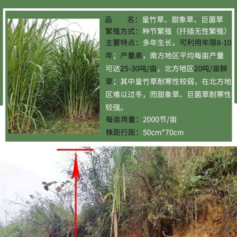 广西产地多年生皇竹草增润草甜象草巨菌草桂牧一号牧草种节