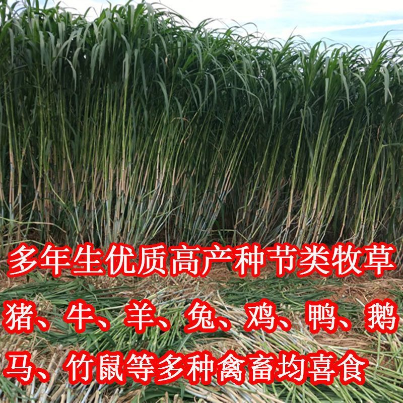 广西产地多年生皇竹草增润草甜象草巨菌草桂牧一号牧草种节