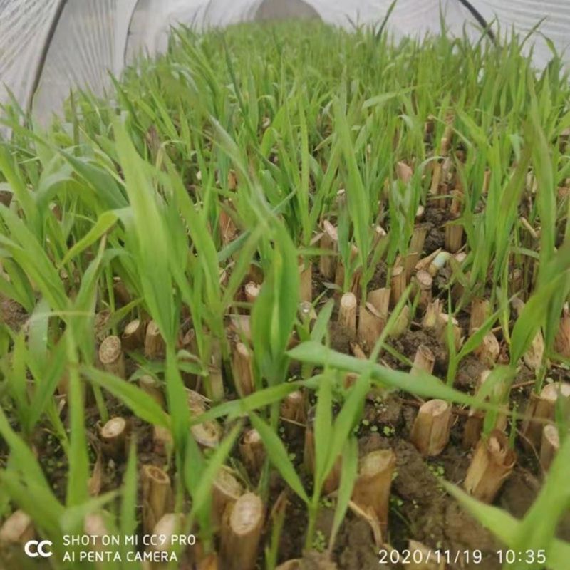 广西产地多年生皇竹草增润草甜象草巨菌草桂牧一号牧草种节