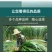 广西产地多年生皇竹草增润草甜象草巨菌草桂牧一号牧草种节
