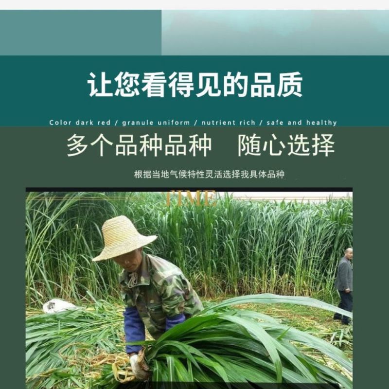 广西产地多年生皇竹草增润草甜象草巨菌草桂牧一号牧草种节