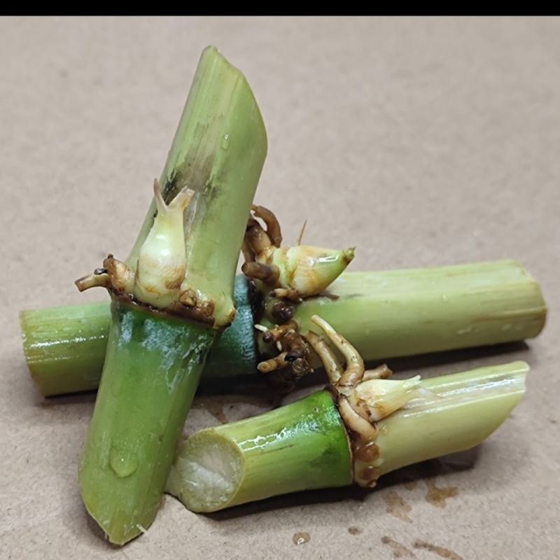 广西产地多年生皇竹草增润草甜象草巨菌草桂牧一号牧草种节