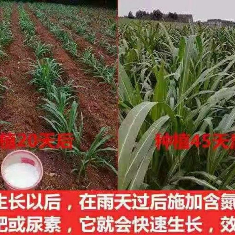 广西产地多年生皇竹草增润草甜象草巨菌草桂牧一号牧草种节