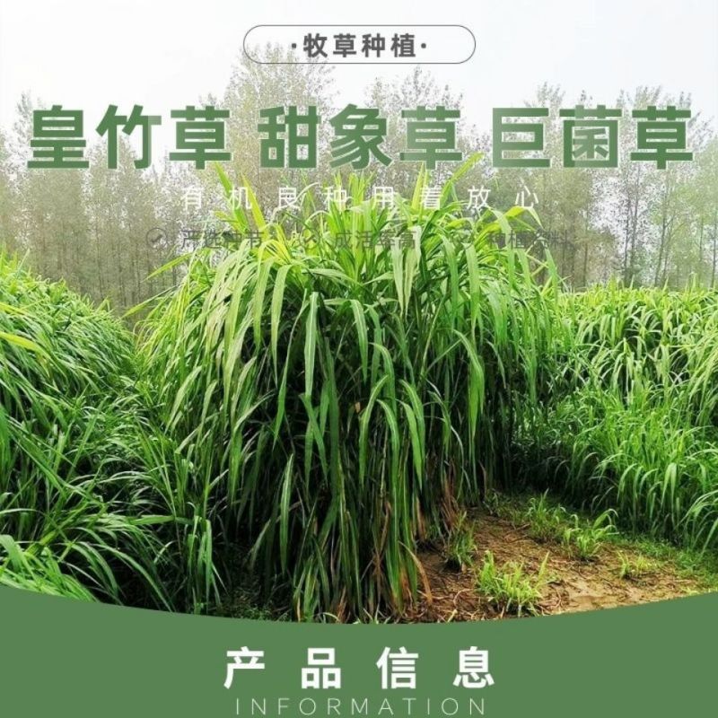广西产地多年生皇竹草增润草甜象草巨菌草桂牧一号牧草种节
