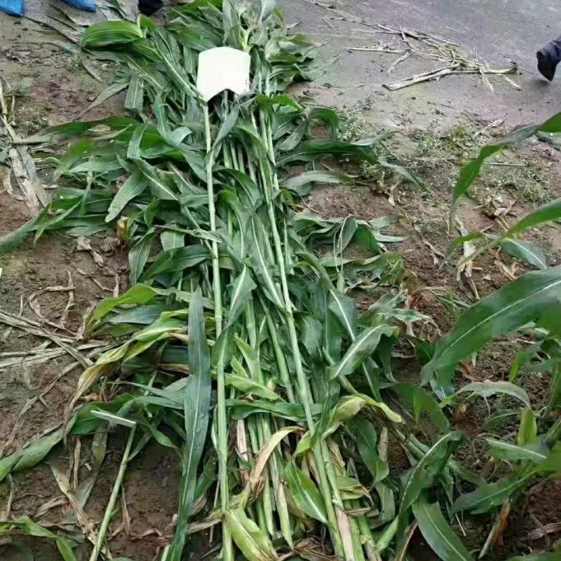 广西产地多年生皇竹草增润草甜象草巨菌草桂牧一号牧草种节