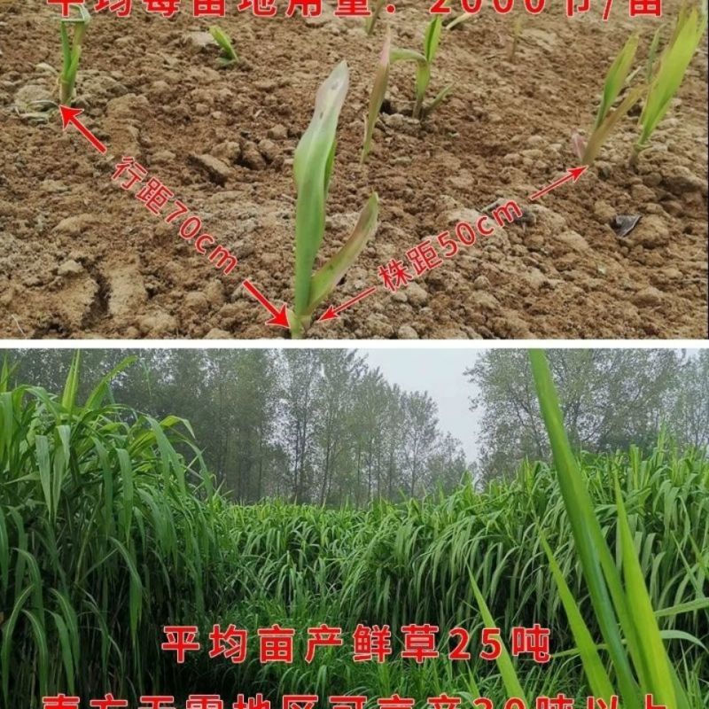 广西产地多年生皇竹草增润草甜象草巨菌草桂牧一号牧草种节