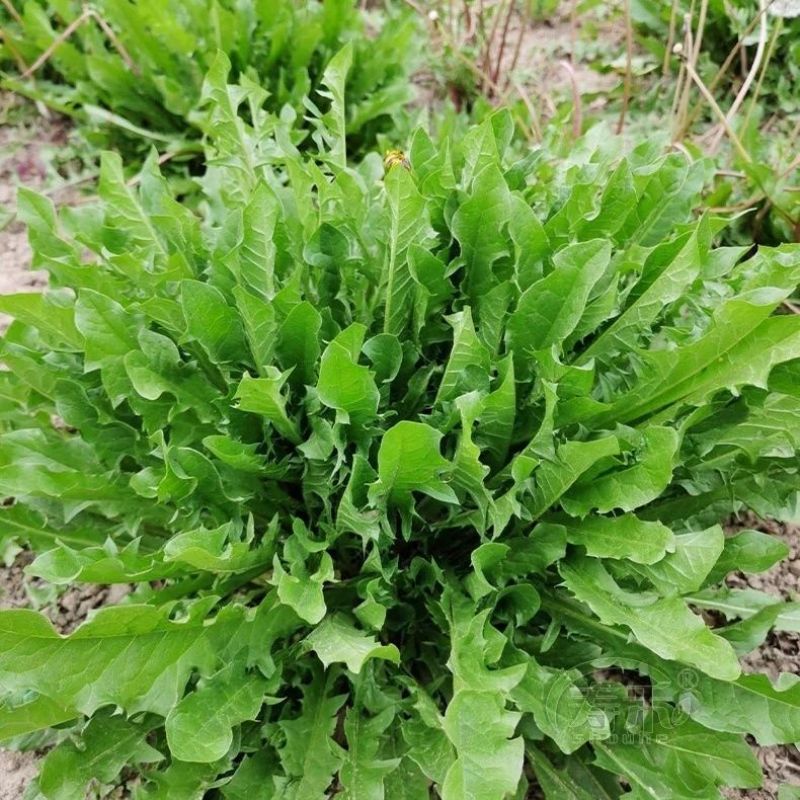农场直销大叶蒲公英新种子，发芽率高，全国发货，欢迎进店