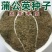 农场直销大叶蒲公英新种子，发芽率高，全国发货，欢迎进店