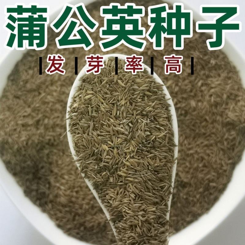 农场直销大叶蒲公英新种子，发芽率高，全国发货，欢迎进店