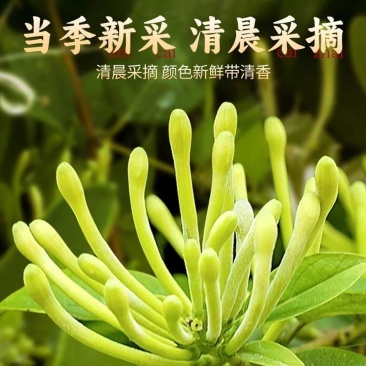 金银花产品大量上市，欢迎进店沟通，全国发货，种植直销。