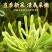 金银花产品大量上市，欢迎进店沟通，全国发货，种植直销。