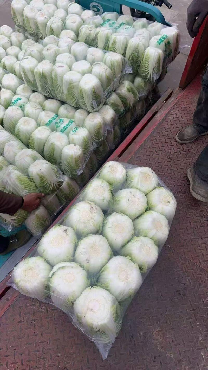 《黄心白菜》湖北白菜/天门产地直供/无烧心烧边/全国发货