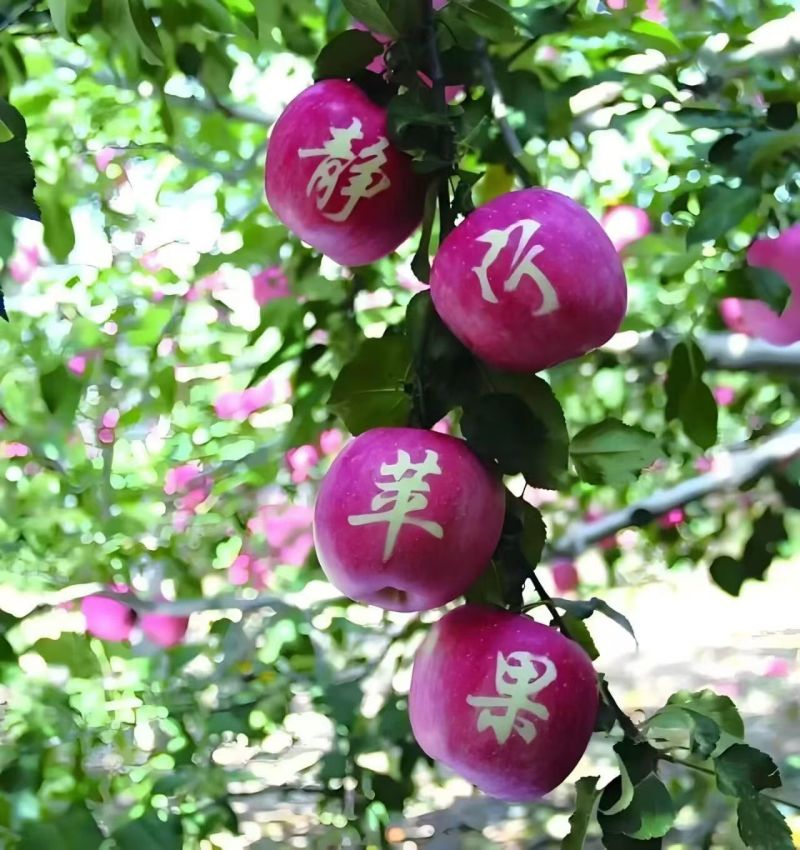静宁红富士苹果
