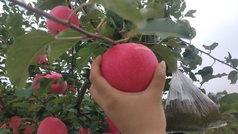 静宁红富士苹果
