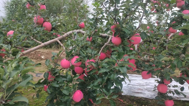 静宁红富士苹果