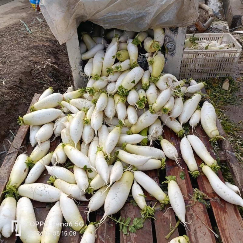 白长萝卜，