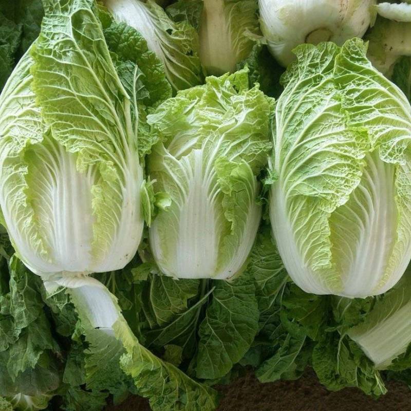 【推荐】黄心白菜/湖北天门基地直供/适合发市场/加工厂等