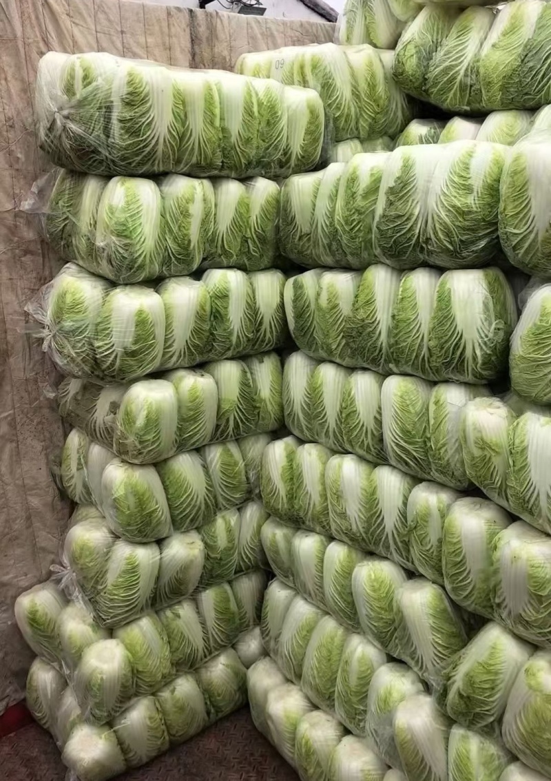 【推荐】黄心白菜/湖北天门基地直供/适合发市场/加工厂等