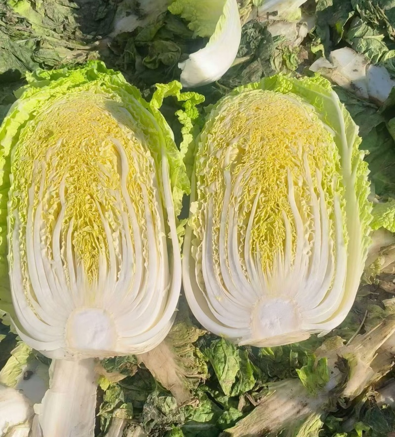 【推荐】黄心白菜/湖北天门基地直供/适合发市场/加工厂等